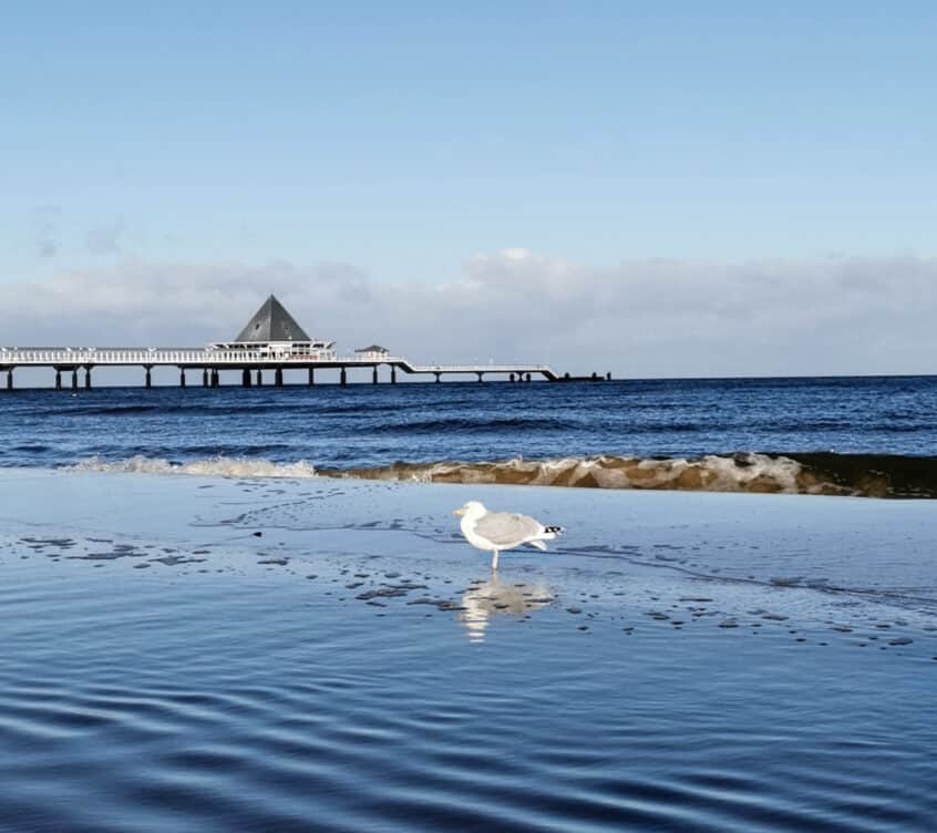 Seebrücke-Heringsdorf-Möwe Seebrücke-Heringsdorf-Möwe
